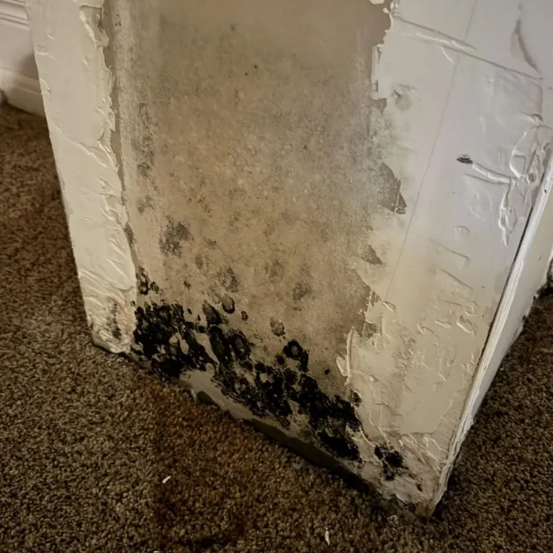 Professional Mold Removal in McCook, NE